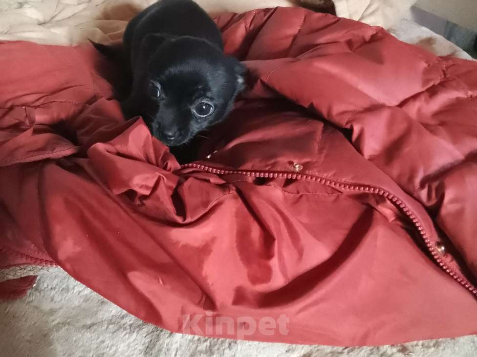 Собаки в Москве: Продаю собаку 🐕 чихуахуа Мальчик, 25 000 руб. - фото 2
