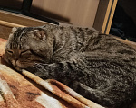 Кошки в Омске: Кот в добрые руки  Мальчик, 1 руб. - фото 3