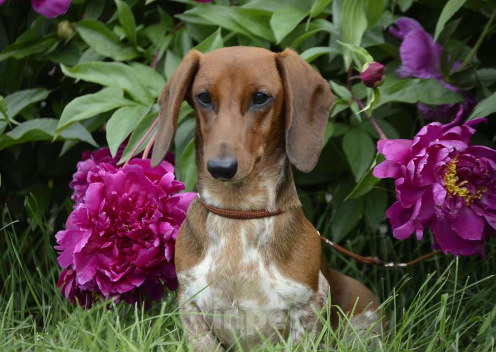 Собаки в Тольятти: Такса стандартная (гладкошерстная) Девочка, 70 000 руб. - фото 4