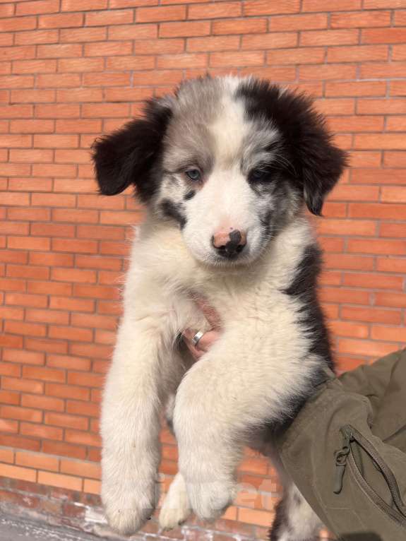 Собаки в Ростове-на-Дону: Девочка аусси Девочка, 60 000 руб. - фото 3