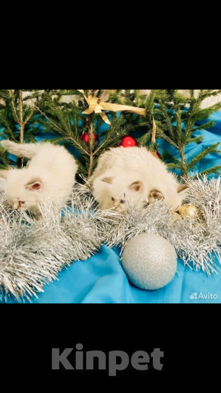 Кошки в Москве: Рэгдолл девочки Девочка, 35 000 руб. - фото 9