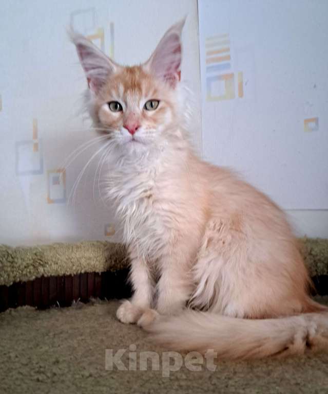 Кошки в Москве: Котята породы мейн-кун Мальчик, 45 000 руб. - фото 2