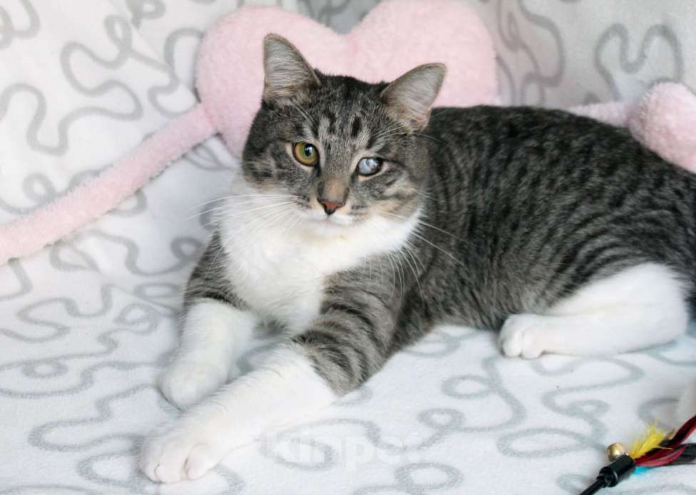 Кошки в Москве: Котя и Масик Мальчик, Бесплатно - фото 3