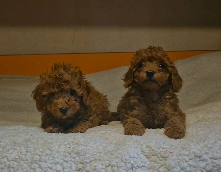 Красные девчата