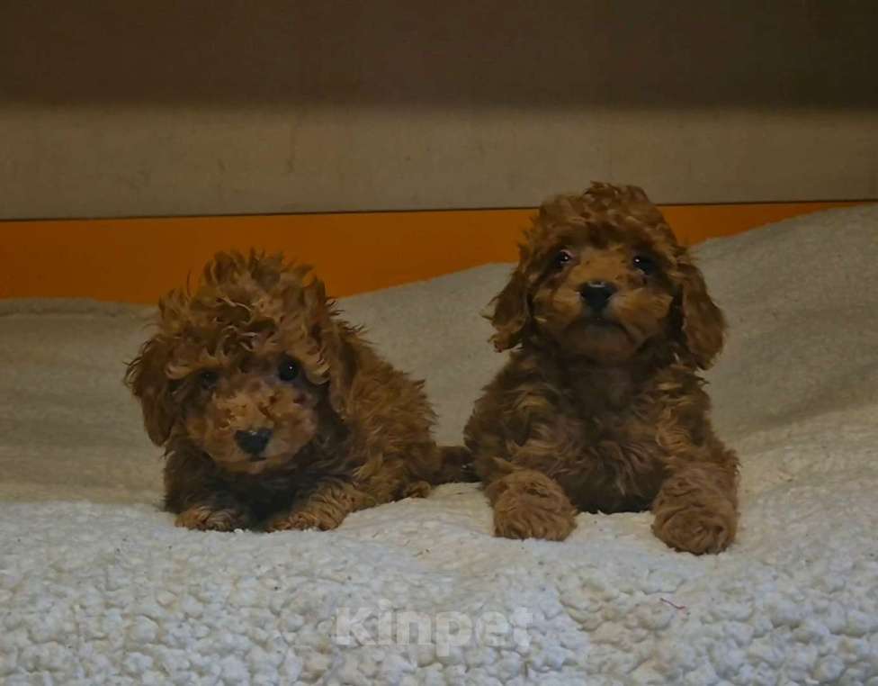 Собаки в Москве: Красные девчата Девочка, 95 000 руб. - фото 1