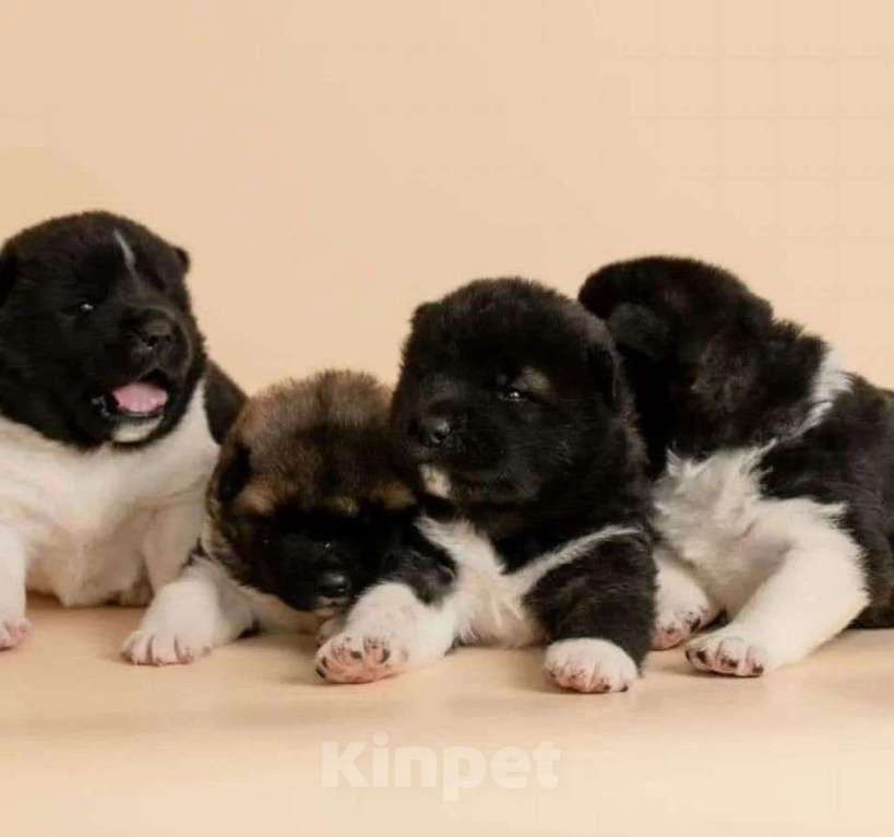 Собаки в Новокуйбышевске: Померанские шпицы, 1 руб. - фото 2