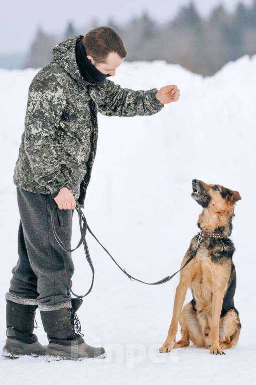 Собаки в Москве: Джой Мальчик, Бесплатно - фото 2