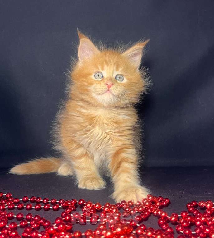 Кошки в Ярославле: Кошка  Девочка, 80 000 руб. - фото 1