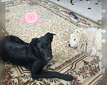 Собаки в Фрязино: Щенок лабрадор помесь Мальчик, 1 руб. - фото 2