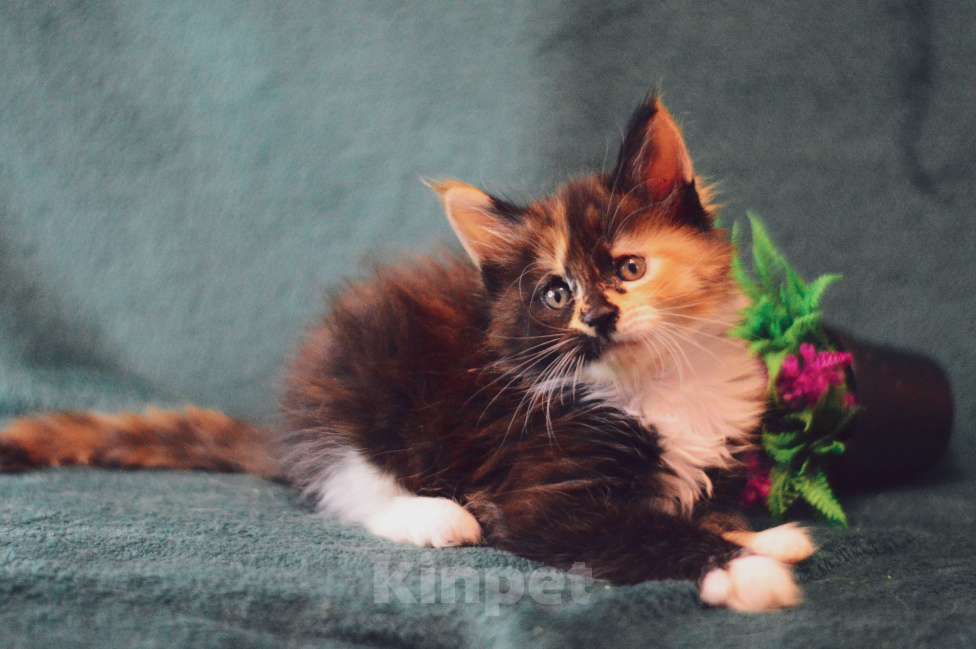 Кошки в Барнауле: мейн кун девочка Девочка, 30 000 руб. - фото 1