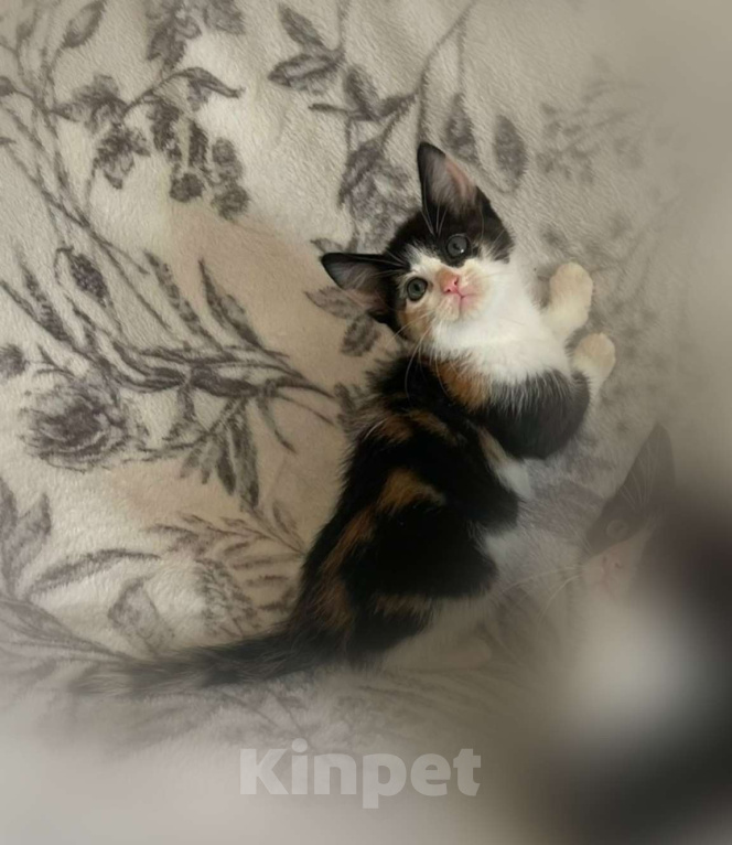 Кошки в Санкт-Петербурге: Маленькая звездочка Варенька Девочка, Бесплатно - фото 1