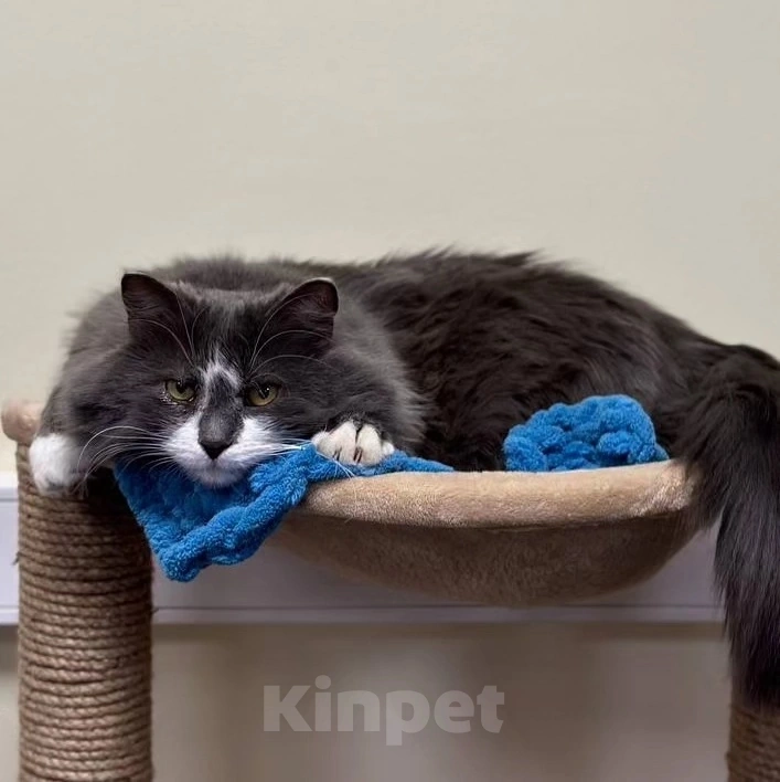 Кошки в Москве: Очаровательный кот Дымок в поисках семьи  Мальчик, Бесплатно - фото 3