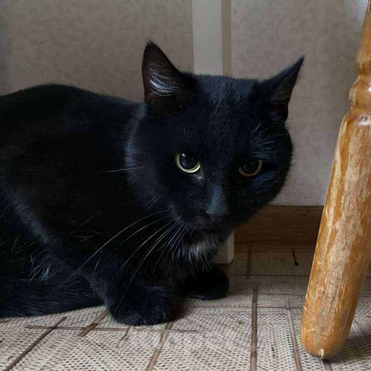 Кошки в Москве: Чудом спасенный черный кот Жорж Мальчик, Бесплатно - фото 2