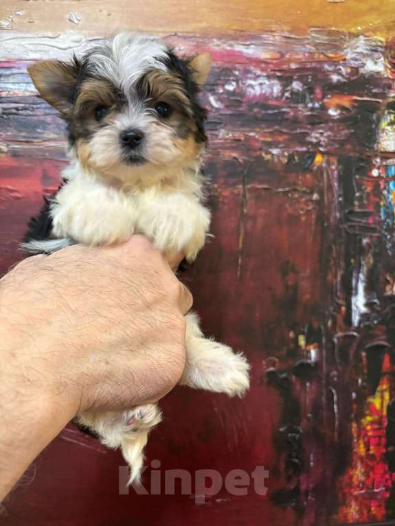 Собаки в Москве: Эффетная  девочка   Мини Девочка, 45 000 руб. - фото 2