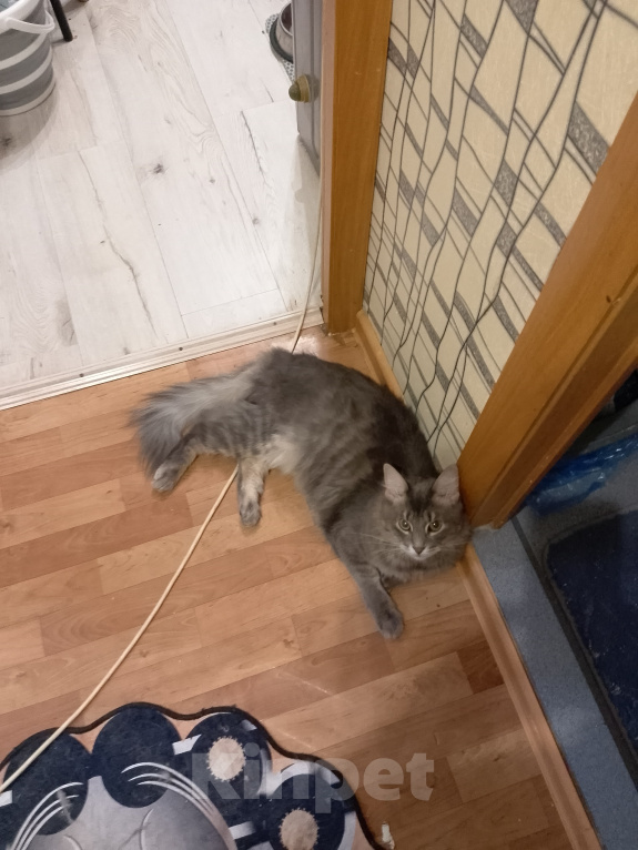 Кошки в Москве: Поиск Мальчик, 5 000 руб. - фото 2