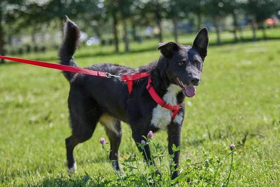 Собаки в Москве: Ночка — собака, которая всегда рядом Девочка, Бесплатно - фото 4