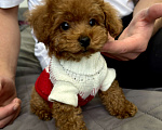 Собаки в Москве: Той пудель Тедди Мальчик, 190 000 руб. - фото 1