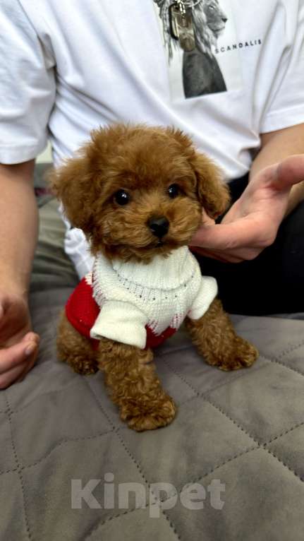 Собаки в Москве: Той пудель Тедди Мальчик, 190 000 руб. - фото 1