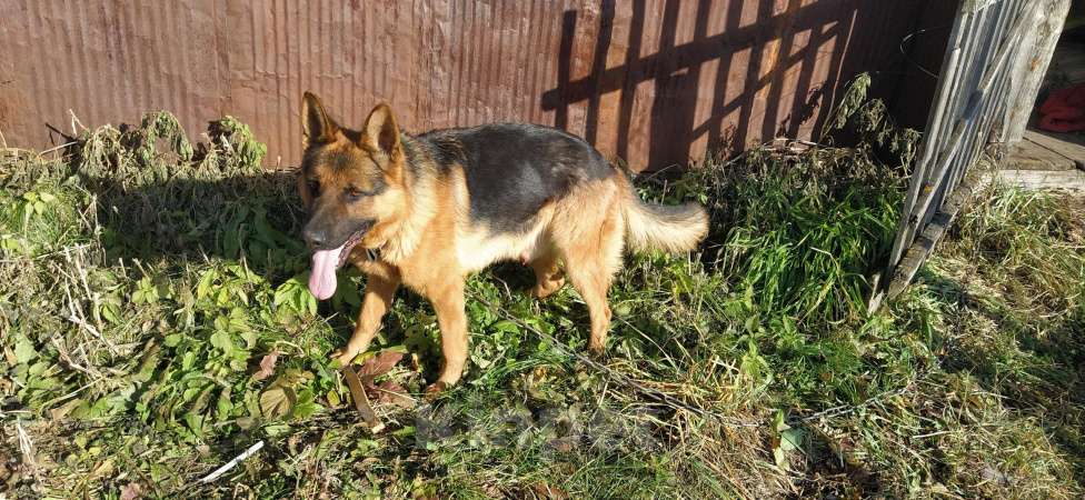 Собаки в Котельниково: ПОТЕРЯЛАСЬ СОБАКА (НЕМЕЦКАЯ ОВЧАРКА) Мальчик, Бесплатно - фото 3