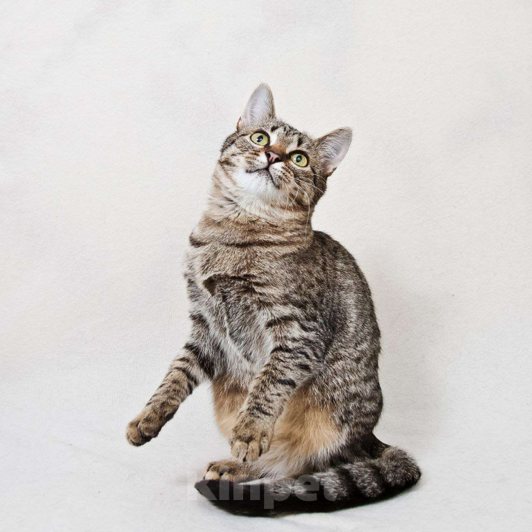 Кошки в Москве: Нежная кошечка Антоновка ищет дом Девочка, Бесплатно - фото 7