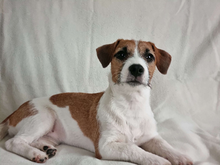 Щенок Джек-рассел-терьер