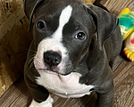 Собаки в Мурманске: Американский булли Девочка, Бесплатно - фото 3