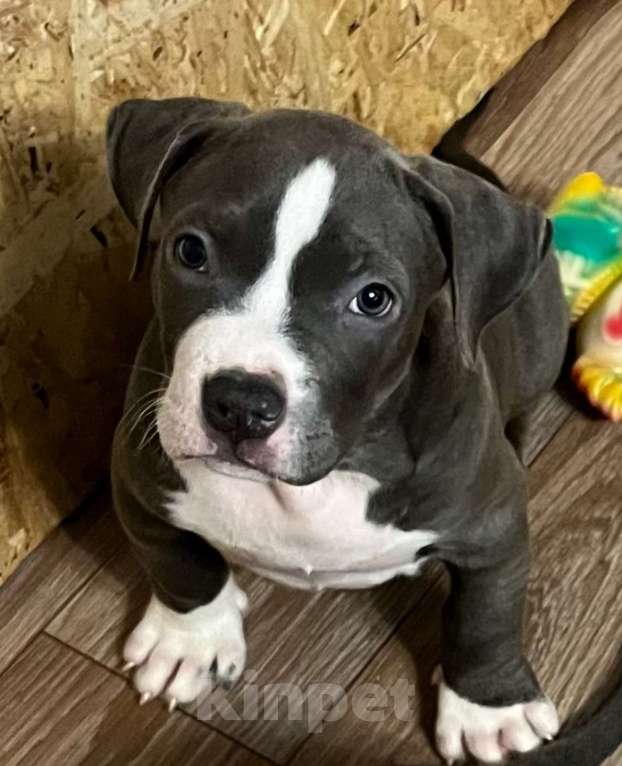 Собаки в Мурманске: Американский булли Девочка, Бесплатно - фото 3