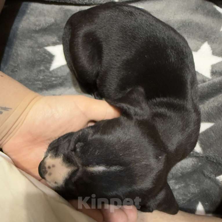 Собаки в Москве: Американский питбультерьер Девочка, 25 000 руб. - фото 3