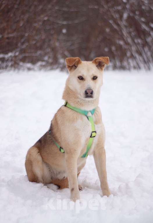 Собаки в Москве: Общительный улыбчивый Дюшес в поисках дома Мальчик, Бесплатно - фото 5