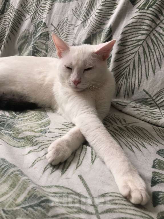 Кошки в Сочи: Отдам кошек в добрые руки Девочка, Бесплатно - фото 8