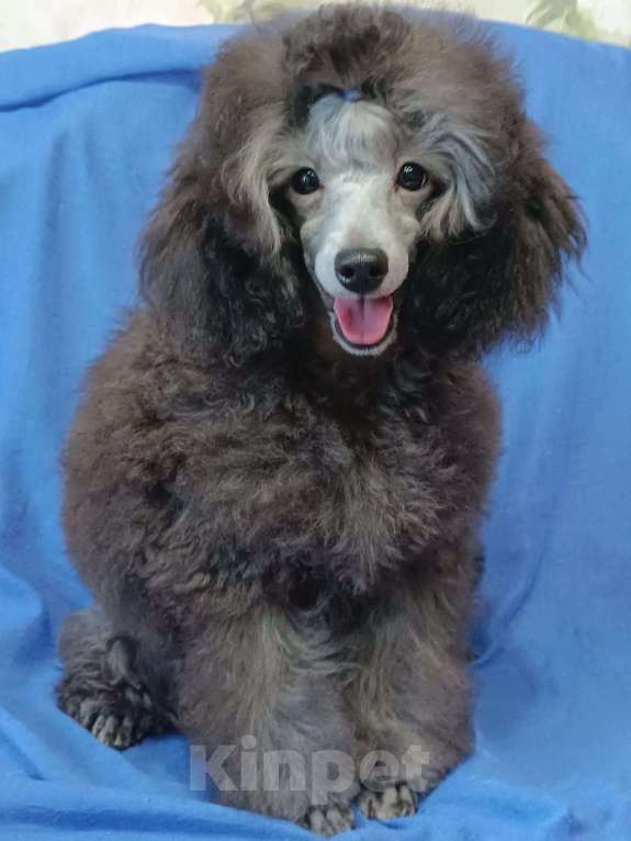 Собаки в Ярославле: Серебро той Мальчик, 140 000 руб. - фото 1