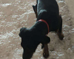 Собаки в Нижневартовске: В доброе руки Девочка, Бесплатно - фото 4