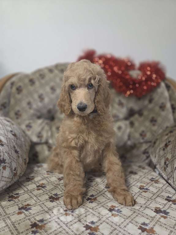 Собаки в Москве: Королевский пудель! Щенок Мальчик, Бесплатно - фото 2