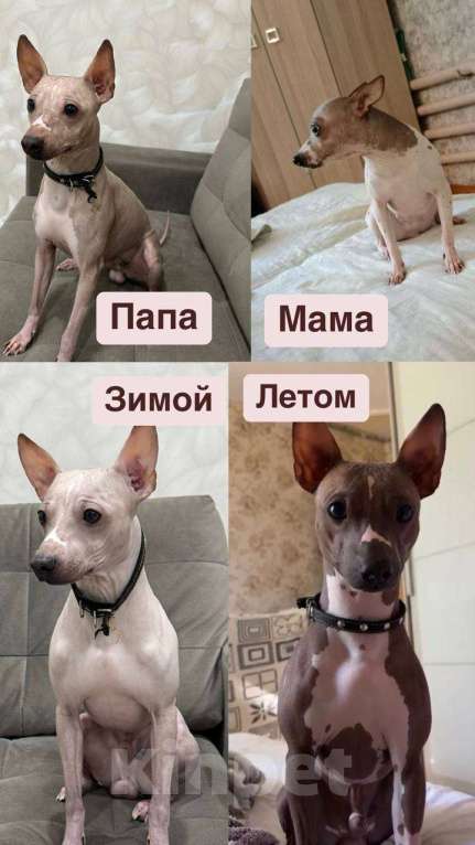 Собаки в Самаре: Белла Девочка, 35 000 руб. - фото 3