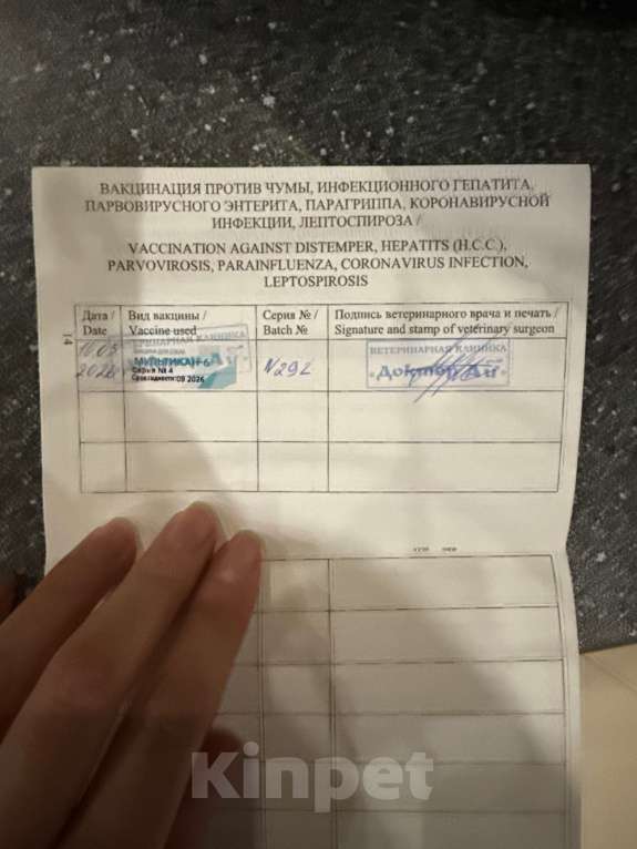 Собаки в Мытищах: Мальтипу щенки Девочка, Бесплатно - фото 3