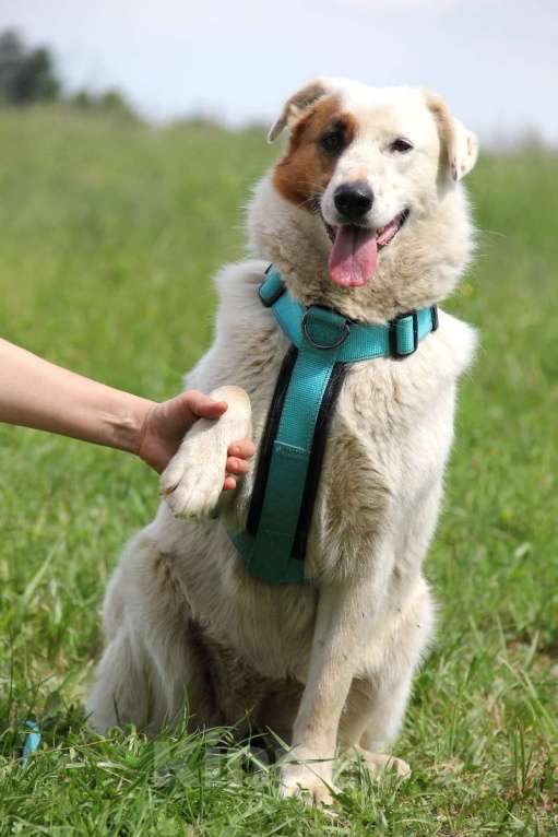 Собаки в Москве: Ромашка Девочка, Бесплатно - фото 4