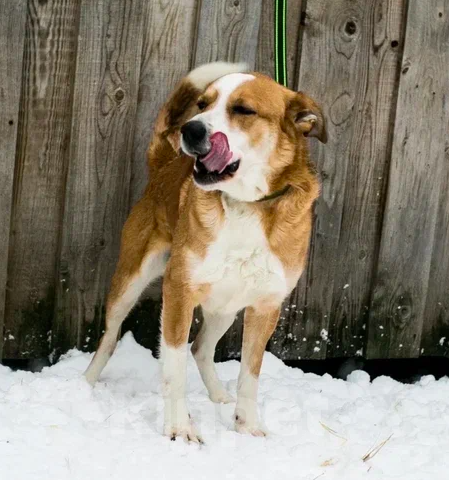 Собаки в Москве: Рик Мальчик, Бесплатно - фото 5