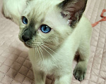 Кошки в Санкт-Петербурге: Тайский котенок Мальчик, 70 000 руб. - фото 8