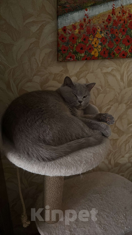 Кошки в Краснодаре: Кошечка ищет семью Девочка, Бесплатно - фото 1