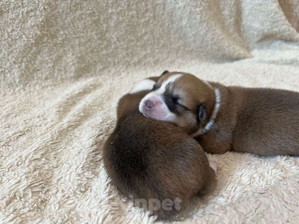 Собаки в Туле: Предлагаются  для брони  щенки Вельш-корги пемброк  Мальчик, 70 000 руб. - фото 3