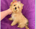 Собаки в Москве: Йорк мини девочка рыжая голубоглазая Девочка, 95 000 руб. - фото 1