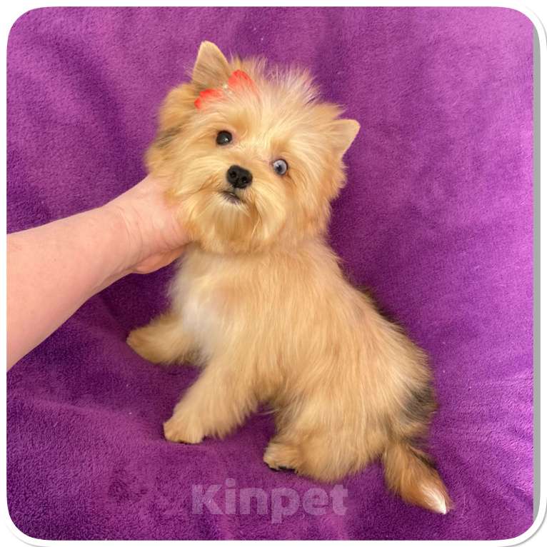 Собаки в Москве: Йорк мини девочка рыжая голубоглазая Девочка, 95 000 руб. - фото 1