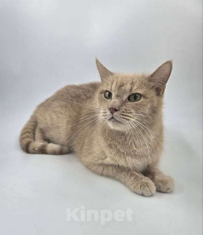 Кошки в Москве: Выкинутый в лютые морозы Емеля ищет дом Мальчик, Бесплатно - фото 7