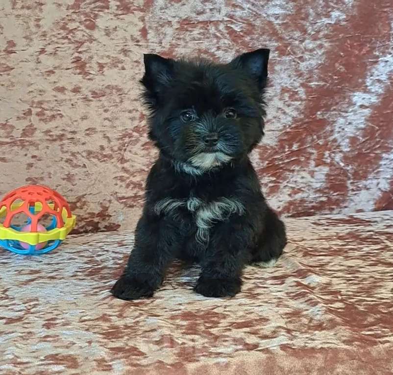 Собаки в Санкт-Петербурге: Мини девочка чёрный йорк Девочка, 95 000 руб. - фото 4