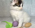 Кошки в Санкт-Петербурге: Котенок 1 месяц Элин Девочка, Бесплатно - фото 3