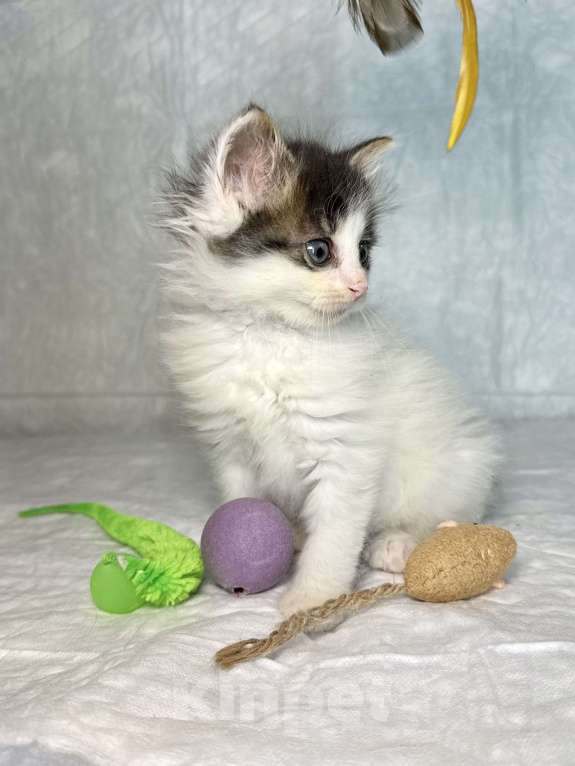 Кошки в Санкт-Петербурге: Котенок 1 месяц Элин Девочка, Бесплатно - фото 3