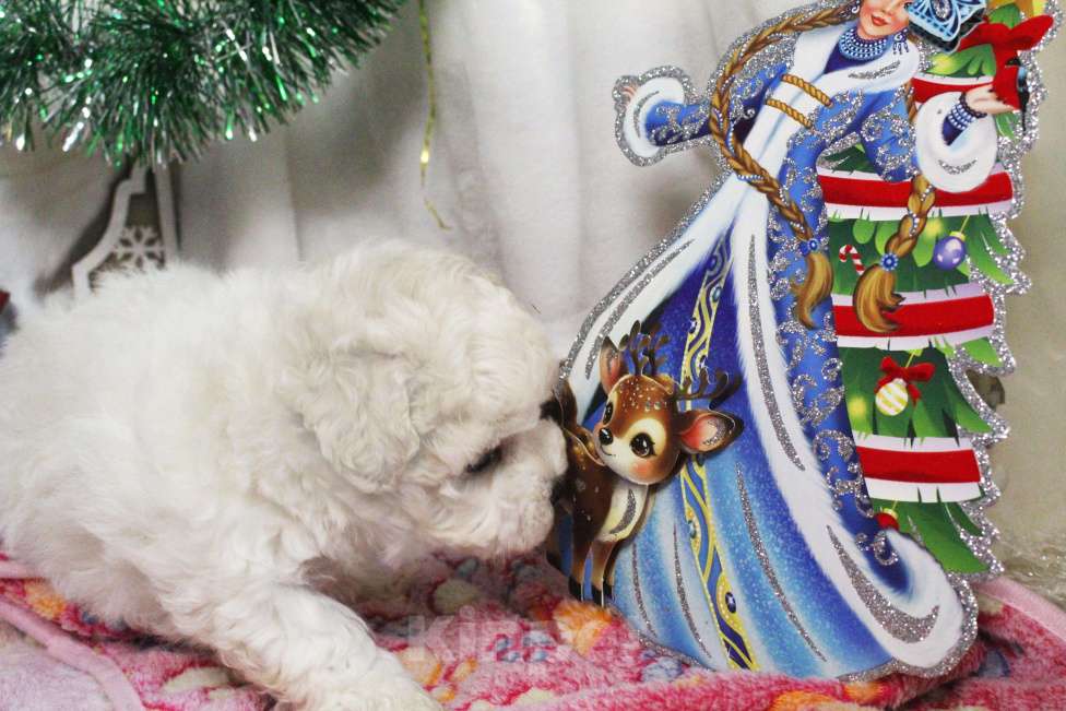 Собаки в Нижнем Новгороде: Девочка Бишон-фризе с документами. Девочка, 80 000 руб. - фото 8