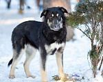 Собаки в Москве: Самый добрый пёс на свете в поисках семьи Мальчик, Бесплатно - фото 5