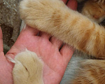 Кошки в Ливны: Мейн Кун котята, 40 000 руб. - фото 10