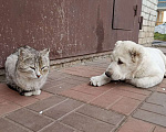 Собаки в Бору: Щенок среднеазиатской овчарки Девочка, 30 000 руб. - фото 3